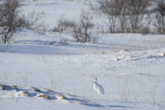 Mountain hare (Lepus timidus) in snowy landscape