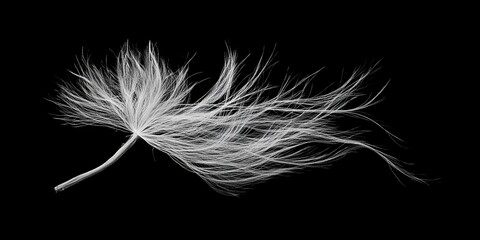 Obraz premium white feather with black background