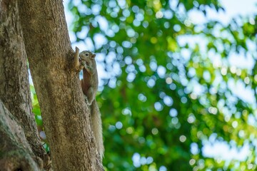 Watchful Squirrel Observing the Surroundings