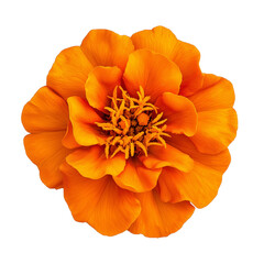 Bright marigold flower illustration isolated on transparent background, perfect for floral designs, botanical art, wedding decor, greeting cards, and festive decorations