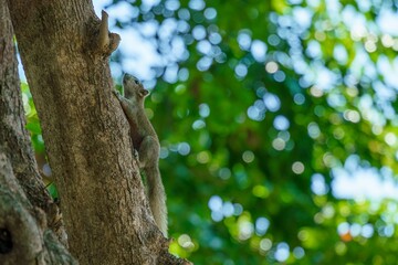 Alert Squirrel Clinging to Tree Bark