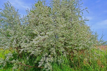 Oelweide