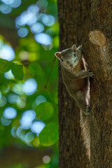 Playful Squirrel in the Forest Shade