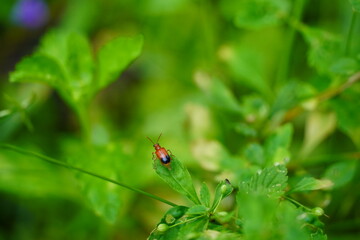 Bug on leaf