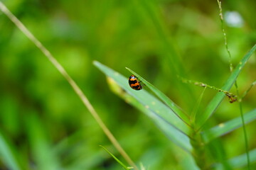 Ladu bug insect on leaf