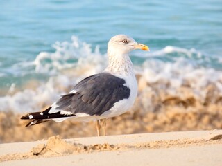 seagull on the beach
