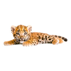 Adorable young tiger cub lying on a soft surface, showcasing its beautiful fur pattern and playful demeanor, perfect for wildlife and nature photography collections.