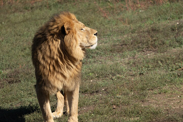 Lion, Grassland, Africa - Male lion standing in a grassy field.