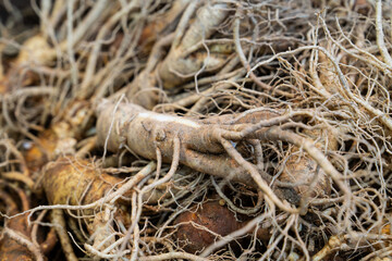 raw ginsengs on sale in the market