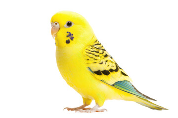 Explore the vibrant beauty of a yellow budgerigar isolated against a white background