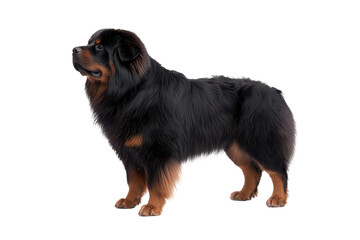 Capture stunning images of rottweilers isolated on white backgrounds