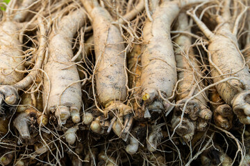 raw ginsengs on sale in the market