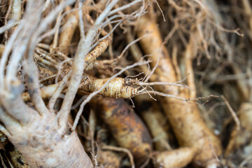 raw ginsengs on sale in the market