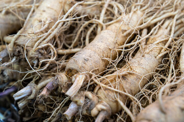 raw ginsengs on sale in the market