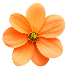 A single, vibrant orange flower with five petals and a yellow center.