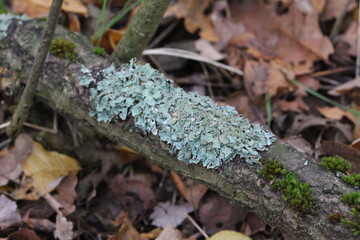 Flechte auf einem Ast