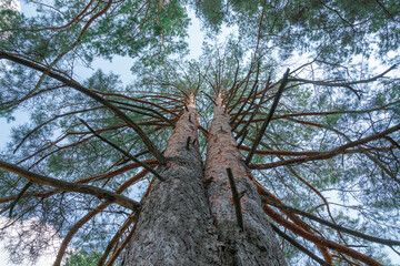Tall pine trees reach towards the sky in a sunlit forest