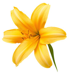 A single yellow lily flower with green leaf.