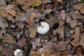 weiße Pilze im Laubwald