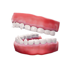 Model of gums and teeth. Images of health and dental treatment. Set of Dental model of clean tooth, 3D Rendering on white backgroun.