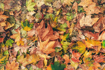 Autumn leaf color, various color maple tree leaves on the ground, natural seasonal background