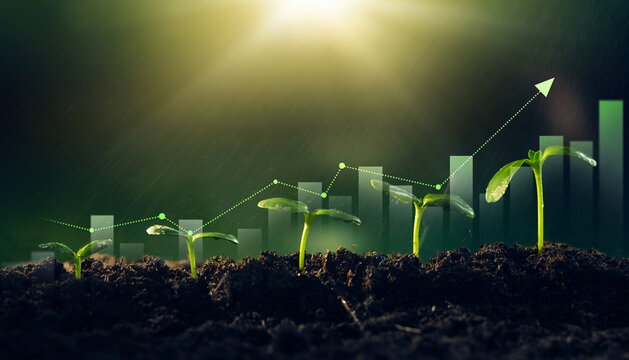 Concept of business growth,profit, development and success. Young plants increase on sunny background.Growing money,finance and investment.	
