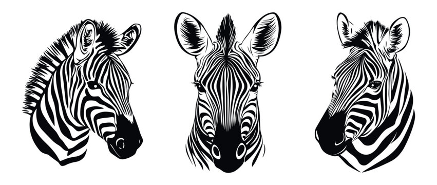 Zebra head face portrait set. Front and side view. Wild herbivore savannah african striped ungulate mammal. Zoo print. Black and white simple linocut tatoo silhouette style. Isolated vector on white