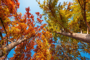 Low angle view of colorful bald cypresses treetops with autumn foliage on a sunny day