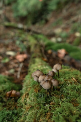 Mushrooms in the nature