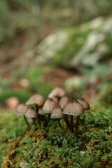 Mushrooms in the nature