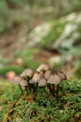 Mushrooms in the nature