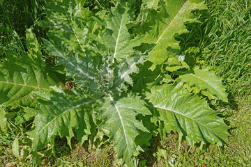 Bl&auml;tter einer Distel