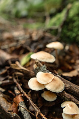 Mushrooms in the nature