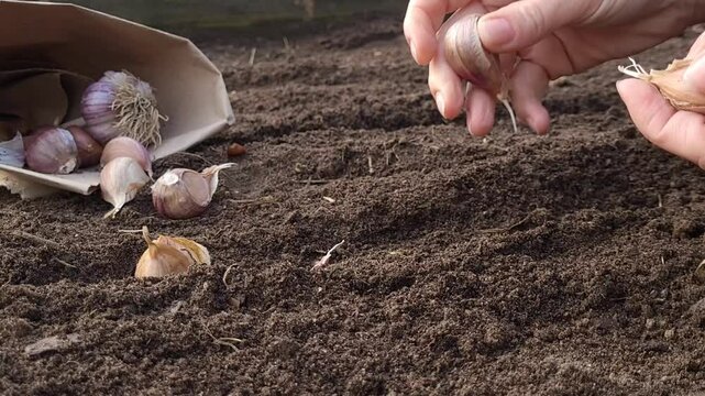 How to plant garlic. The process of planting garlic cloves for the winter, A gardener plants garlic bulbs in a garden bed.