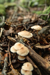 Mushrooms in the nature