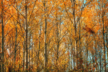 Scenic autumn landscape, tall cottonwood trees in forest