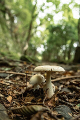 Mushrooms in the nature