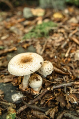 Mushrooms in the nature