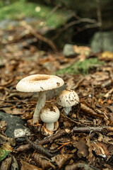 Mushrooms in the nature