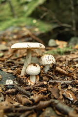 Mushrooms in the nature