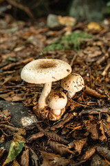 Mushrooms in the nature