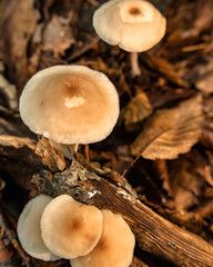 Mushrooms in the nature