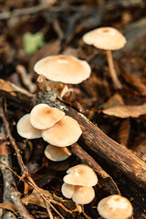 Mushrooms in the nature