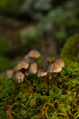 Mushrooms in the nature