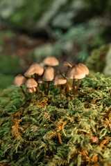 Mushrooms in the nature