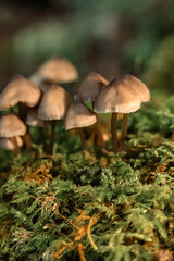 Mushrooms in the nature