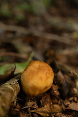 Mushrooms in the nature