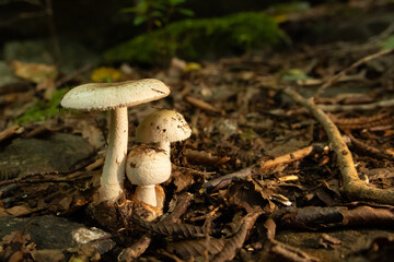 Mushrooms in the nature