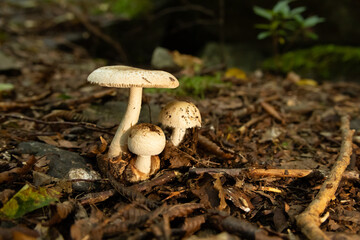 Mushrooms in the nature