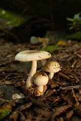 Mushrooms in the nature